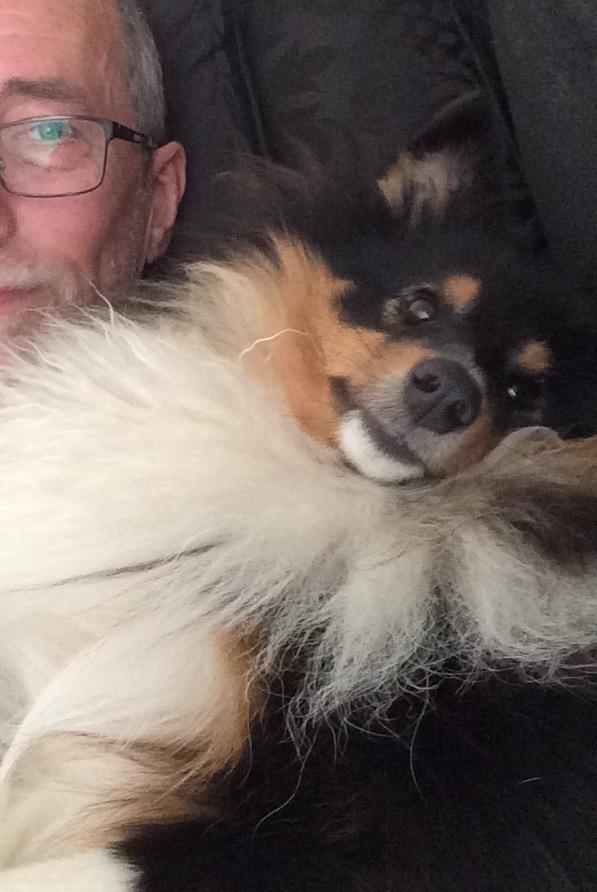 Shetland sheepdog Zeus billede 5