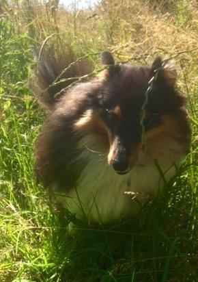 Shetland sheepdog Zeus billede 7
