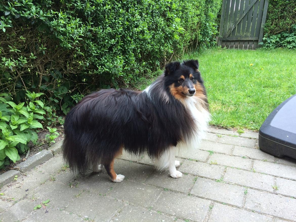 Shetland sheepdog Zeus billede 8