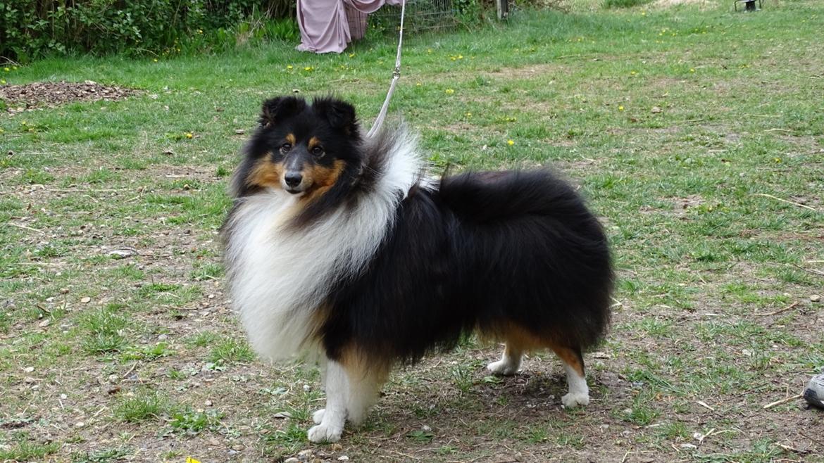 Shetland sheepdog Zeus billede 9