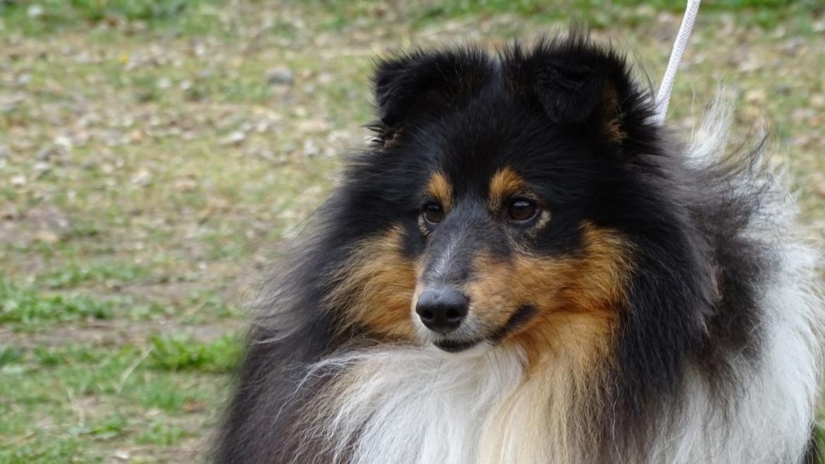 Shetland sheepdog Zeus billede 10