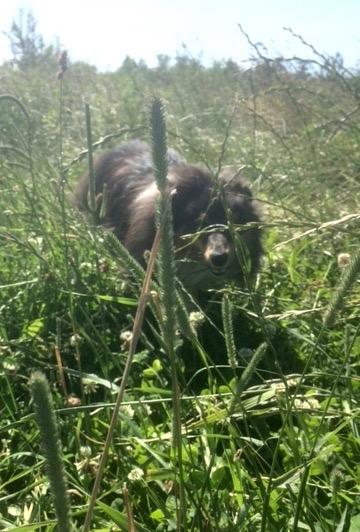 Shetland sheepdog Zeus billede 6