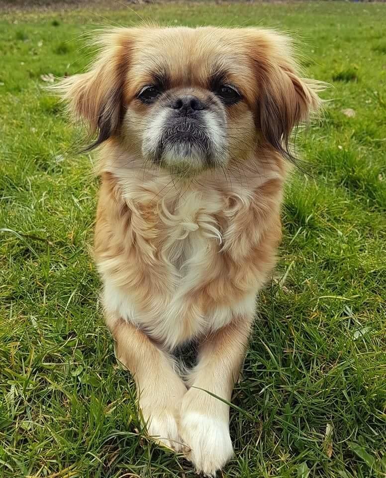 Tibetansk spaniel / Pekingeser - Kelly billede 2