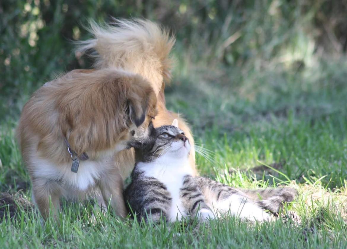 Tibetansk spaniel / Pekingeser - Kelly billede 5
