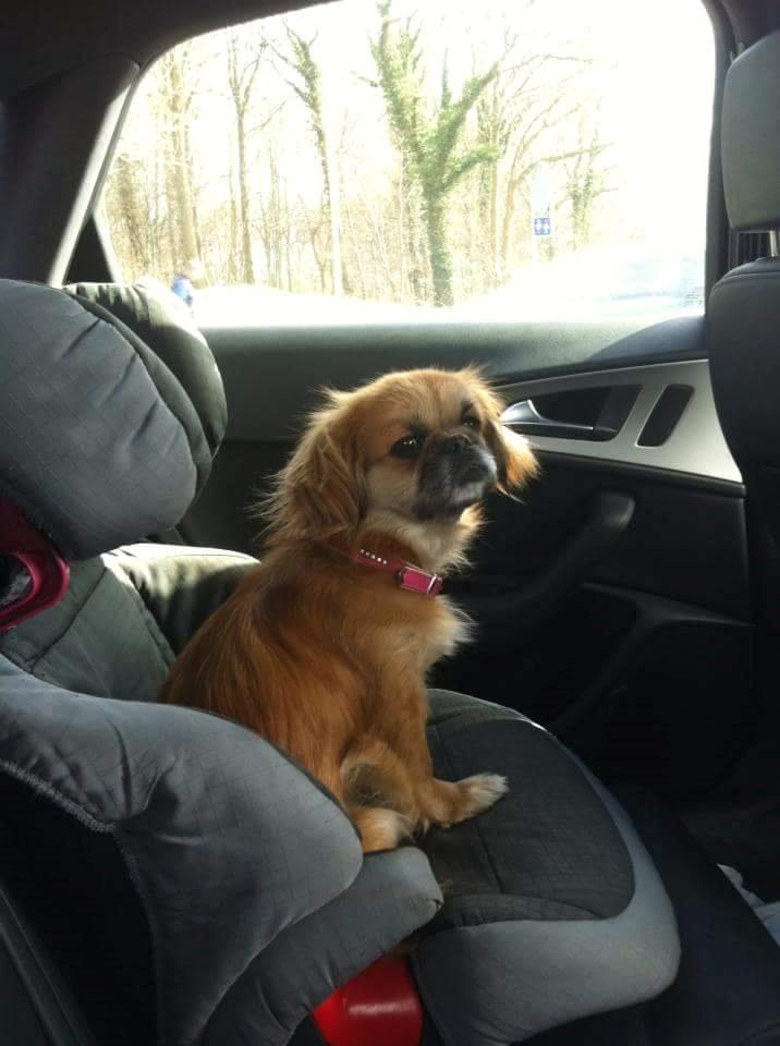 Tibetansk spaniel / Pekingeser - Kelly billede 6