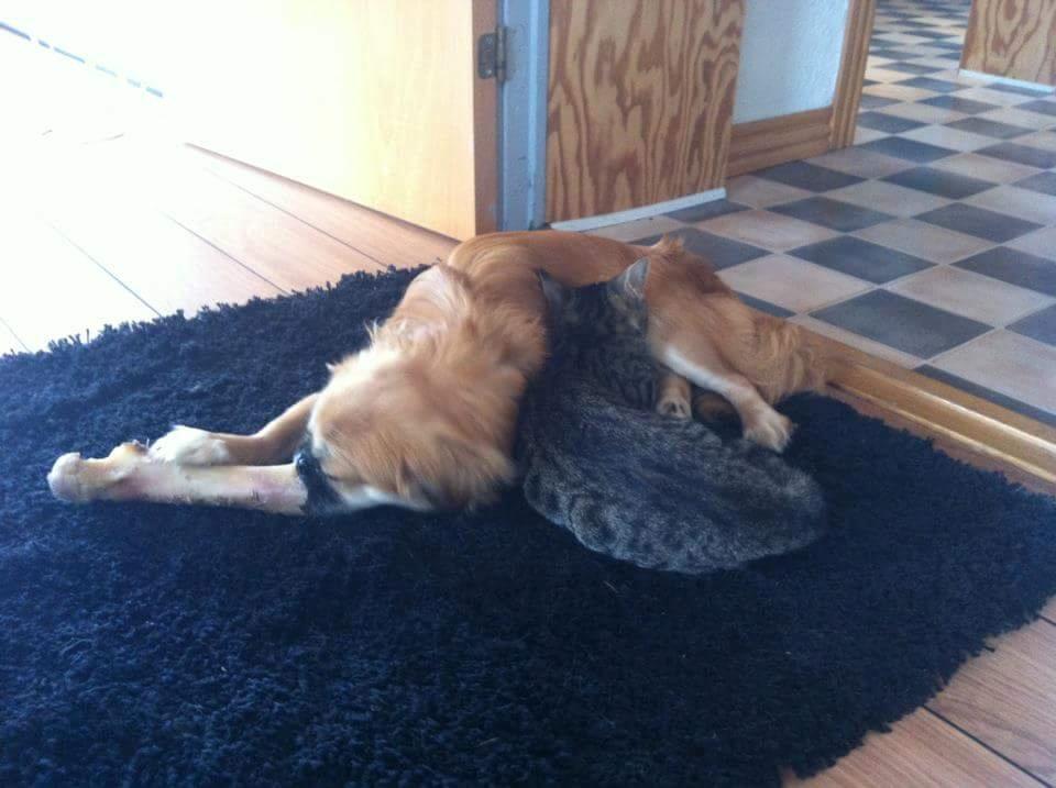 Tibetansk spaniel / Pekingeser - Kelly billede 13