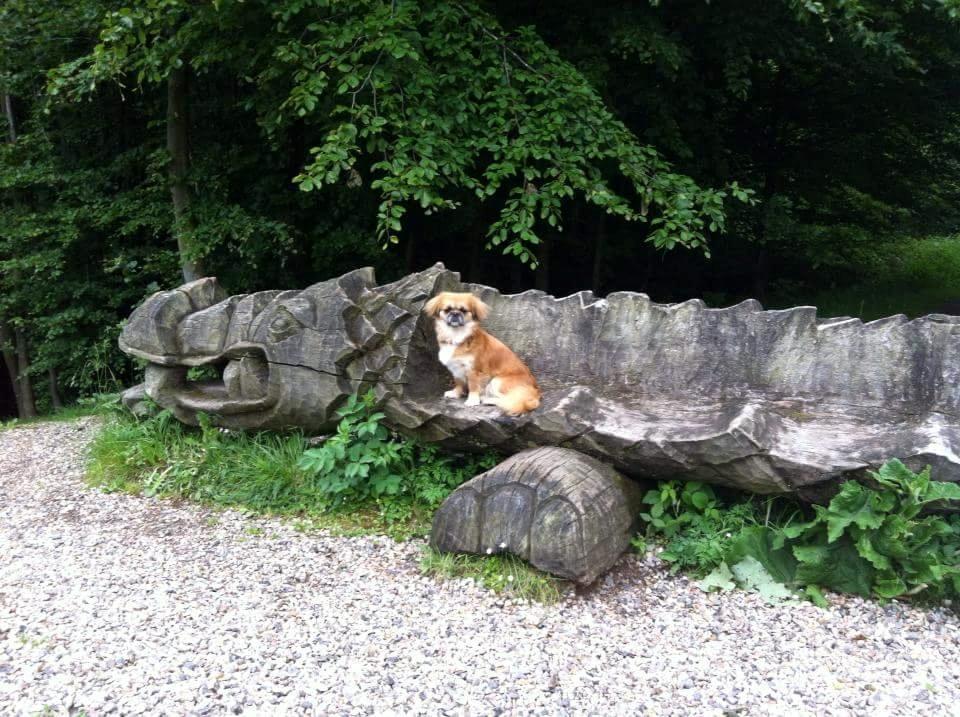 Tibetansk spaniel / Pekingeser - Kelly billede 8