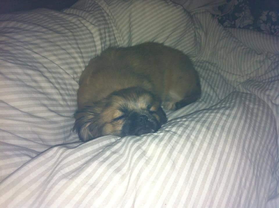 Tibetansk spaniel / Pekingeser - Kelly billede 15