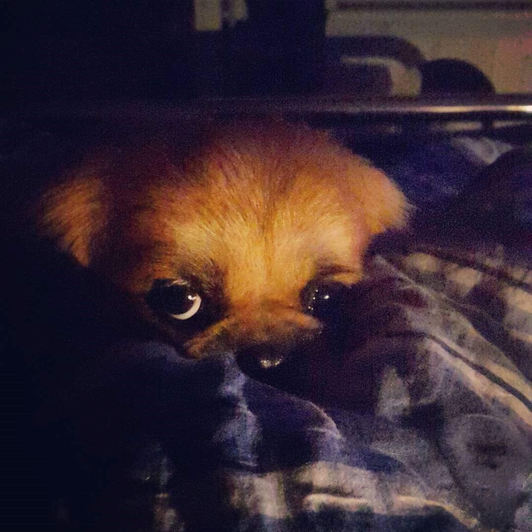 Tibetansk spaniel / Pekingeser - Kelly billede 16