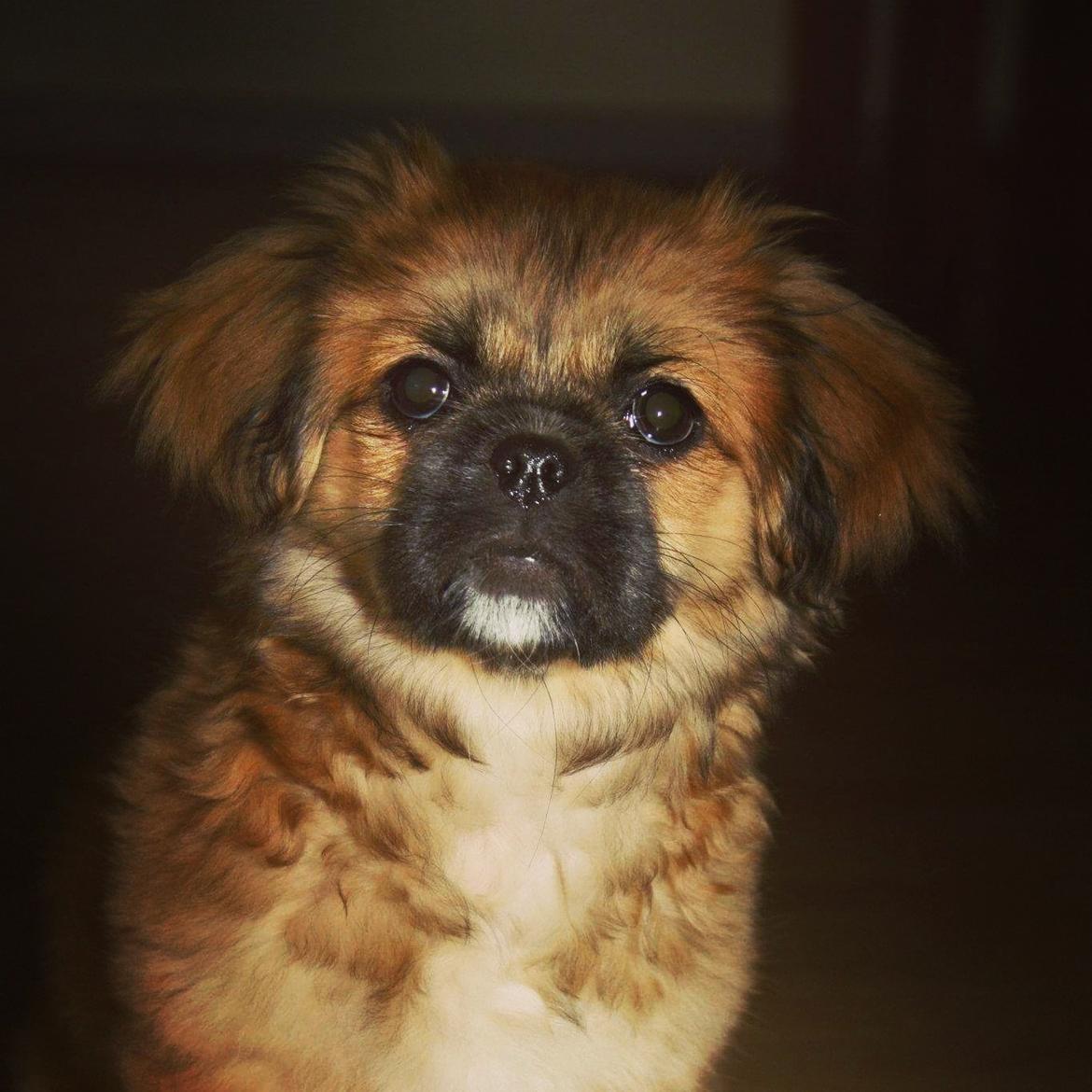 Tibetansk spaniel / Pekingeser - Kelly billede 19