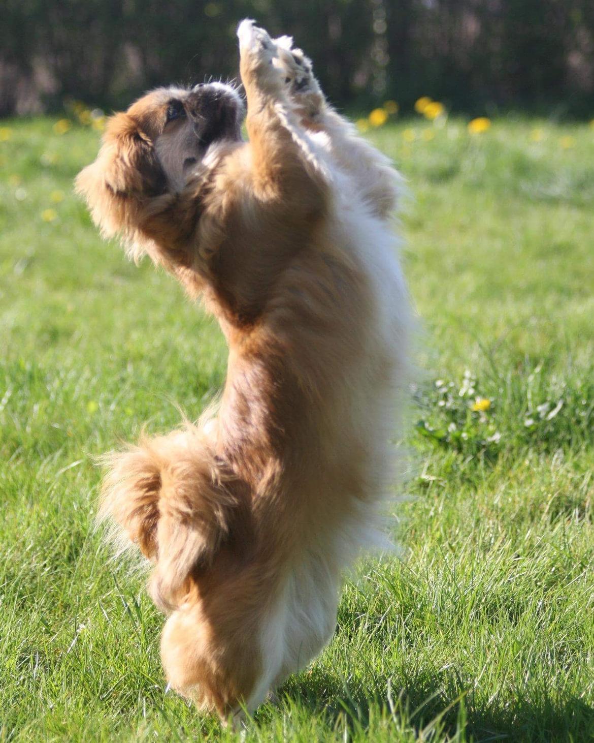 Tibetansk spaniel / Pekingeser - Kelly billede 20
