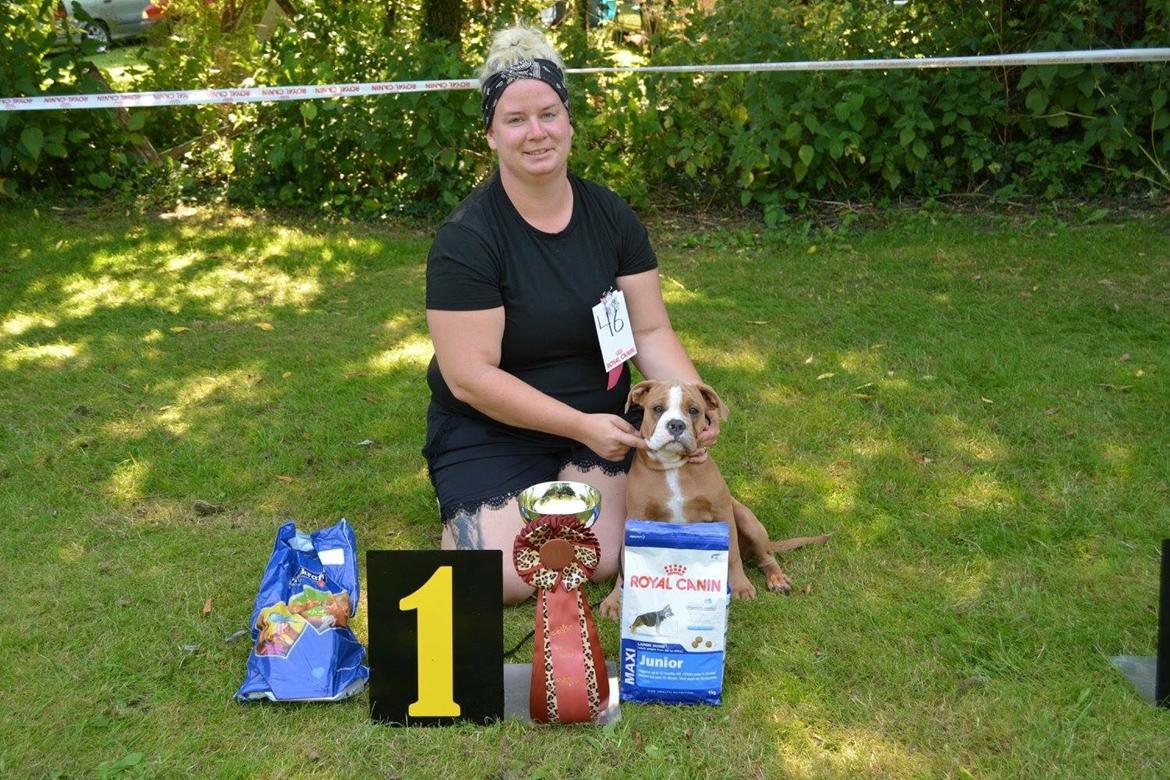 Olde english bulldogge TrueLove Bulldogs She Loves You (Jytte) billede 15