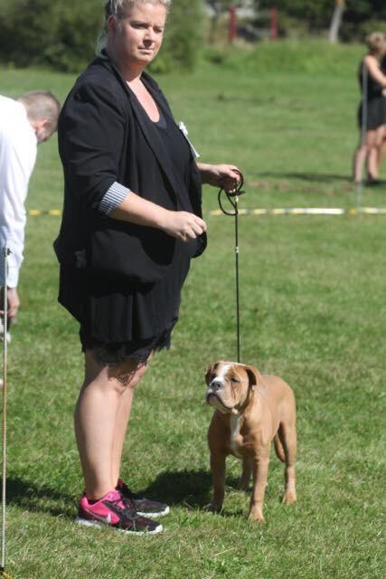 Olde english bulldogge TrueLove Bulldogs She Loves You (Jytte) billede 19