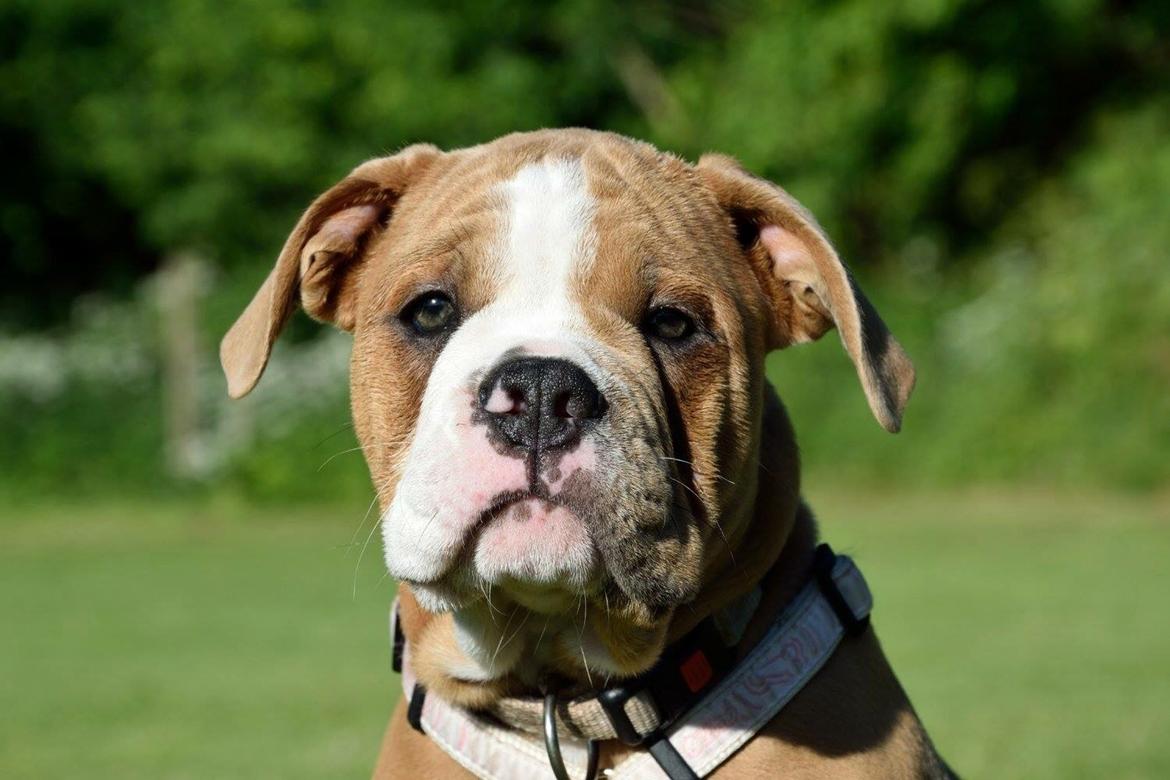 Olde english bulldogge TrueLove Bulldogs She Loves You (Jytte) billede 17