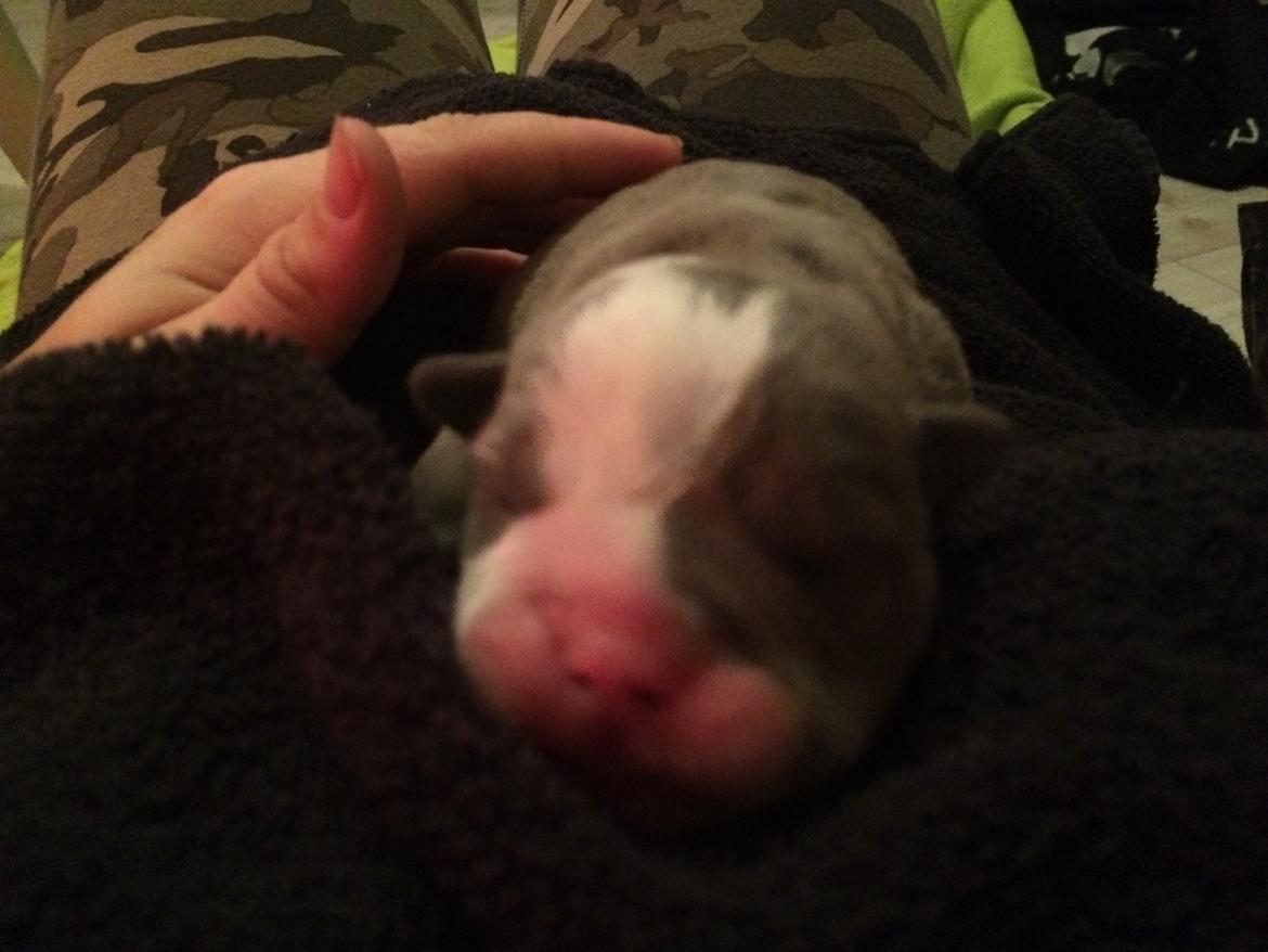 Olde english bulldogge TrueLove Bulldogs Your Unforgettable (Ib) billede 1