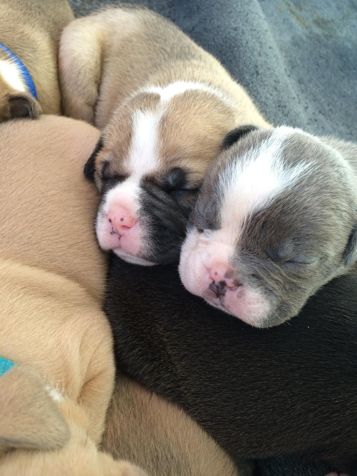 Olde english bulldogge TrueLove Bulldogs Your Unforgettable (Ib) billede 3