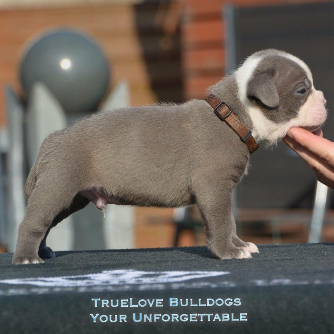 Olde english bulldogge TrueLove Bulldogs Your Unforgettable (Ib) billede 4