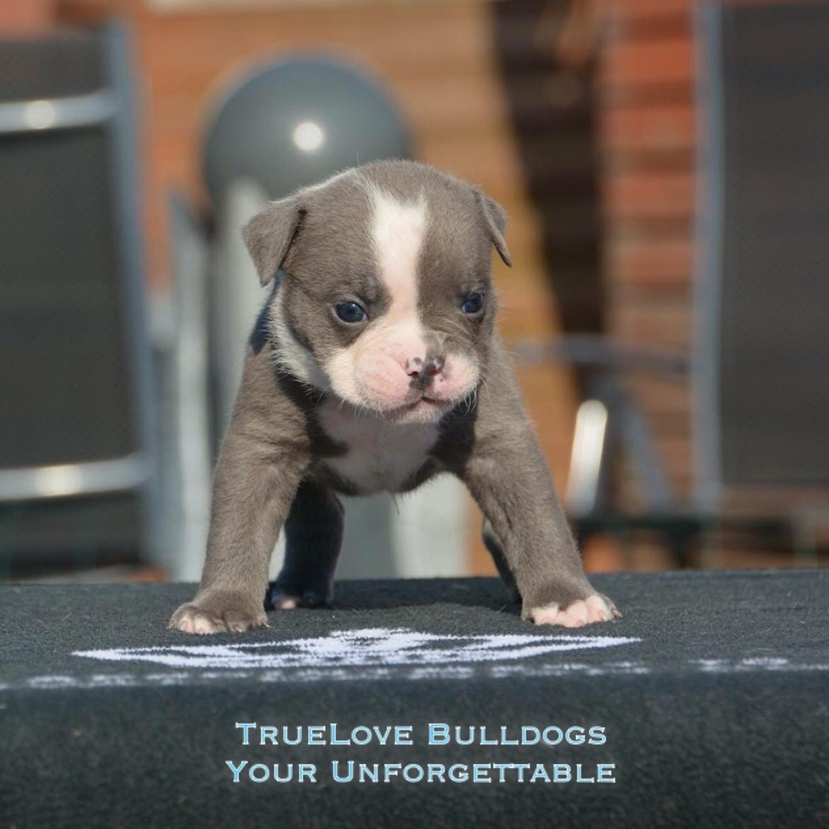 Olde english bulldogge TrueLove Bulldogs Your Unforgettable (Ib) billede 5