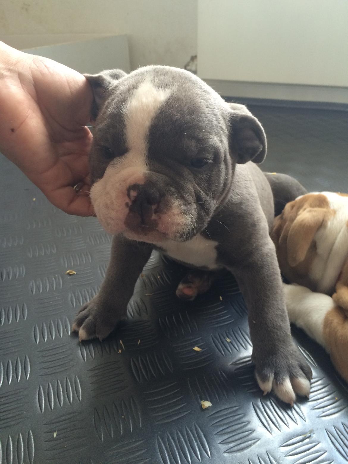 Olde english bulldogge TrueLove Bulldogs Your Unforgettable (Ib) billede 6