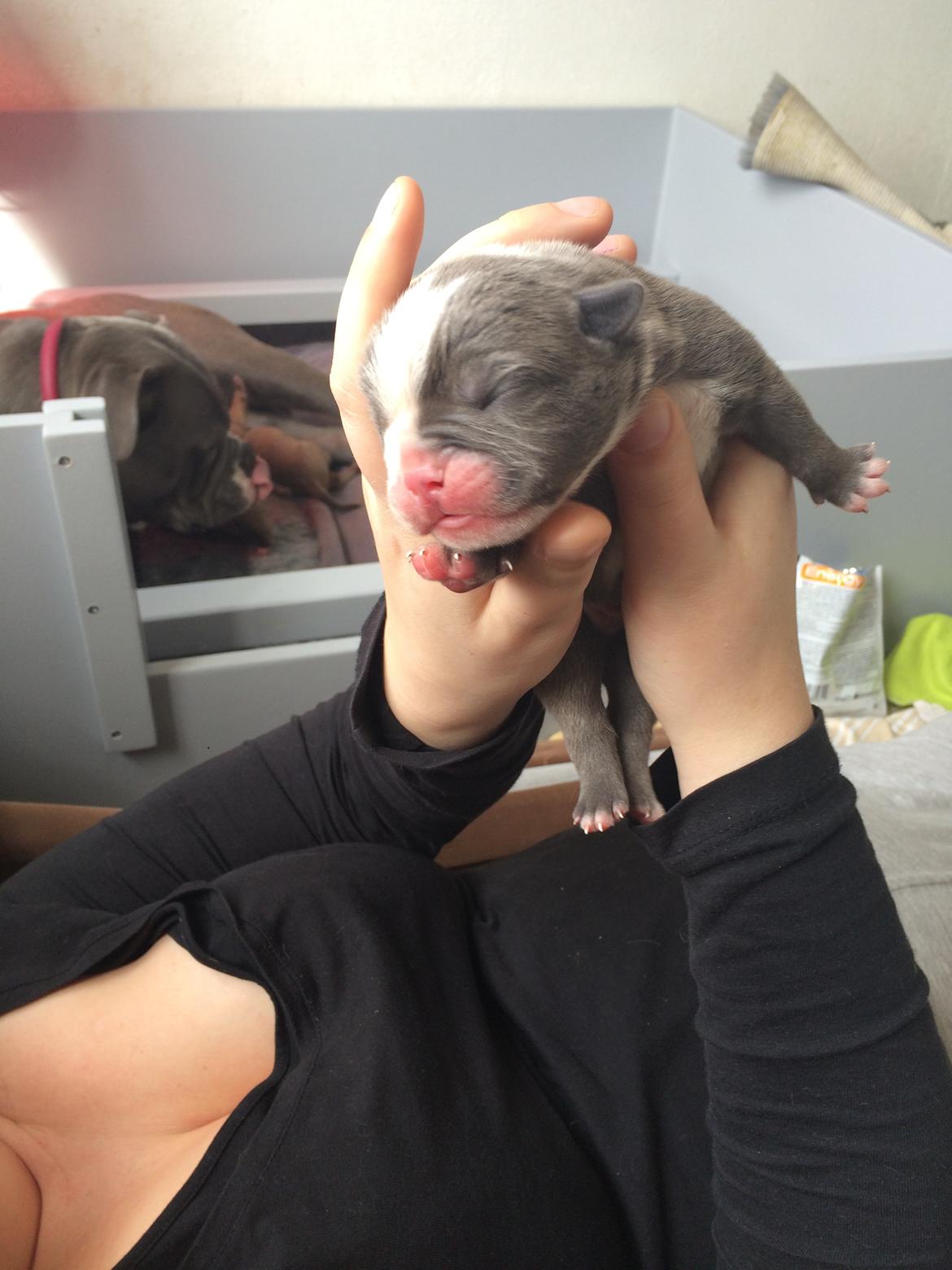 Olde english bulldogge TrueLove Bulldogs Your Unforgettable (Ib) billede 2