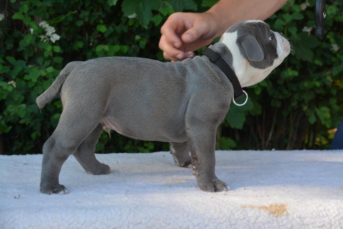 Olde english bulldogge TrueLove Bulldogs Your Unforgettable (Ib) billede 8