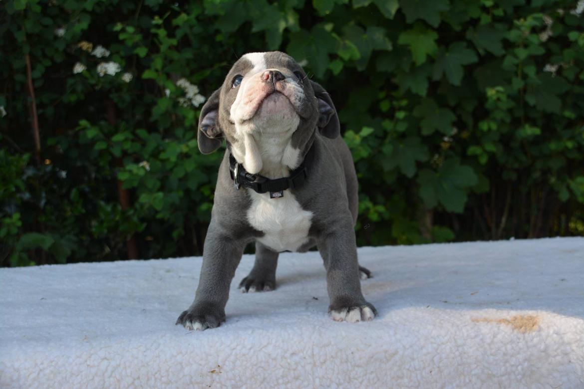 Olde english bulldogge TrueLove Bulldogs Your Unforgettable (Ib) billede 9