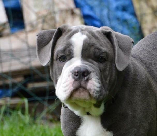 Olde english bulldogge TrueLove Bulldogs Your Unforgettable (Ib) billede 10