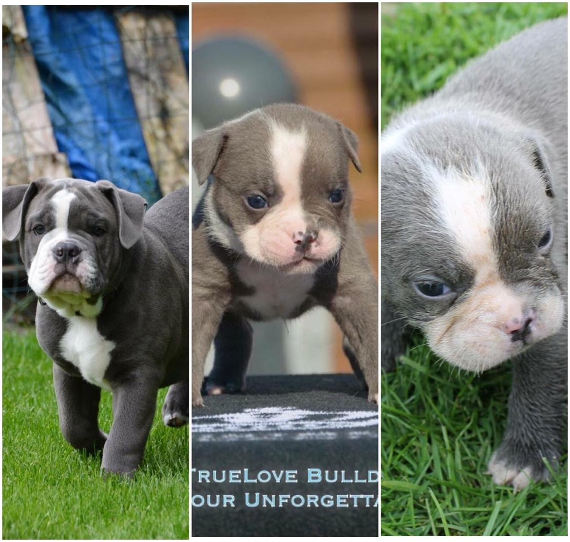 Olde english bulldogge TrueLove Bulldogs Your Unforgettable (Ib) billede 11