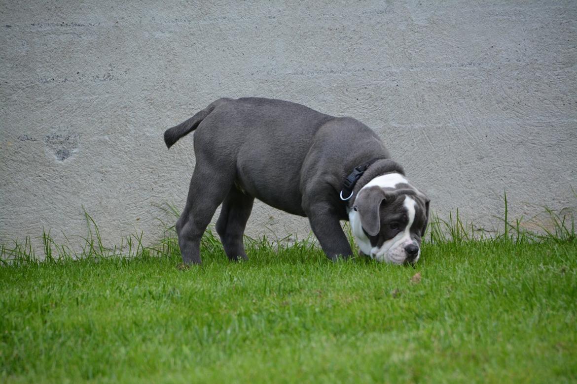 Olde english bulldogge TrueLove Bulldogs Your Unforgettable (Ib) billede 12