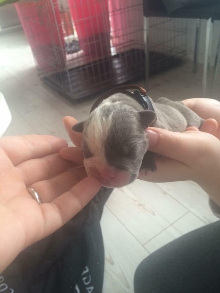 Olde english bulldogge TrueLove Bulldogs Your Unforgettable (Ib) billede 7