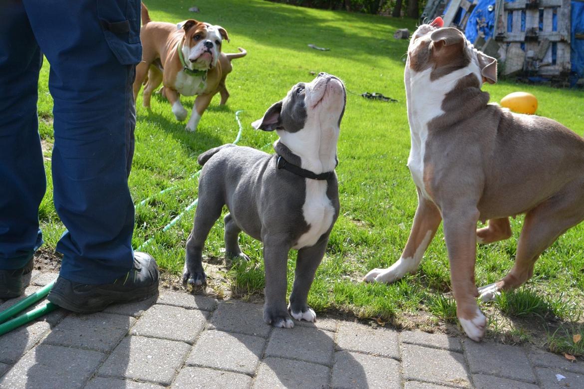 Olde english bulldogge TrueLove Bulldogs Your Unforgettable (Ib) billede 13