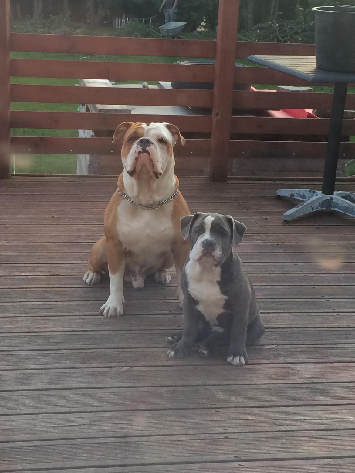 Olde english bulldogge TrueLove Bulldogs Your Unforgettable (Ib) billede 15