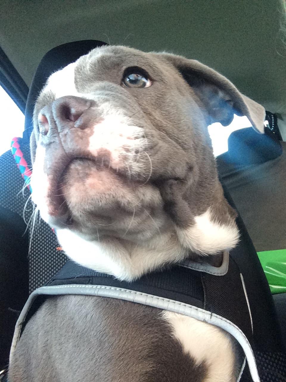 Olde english bulldogge TrueLove Bulldogs Your Unforgettable (Ib) billede 16