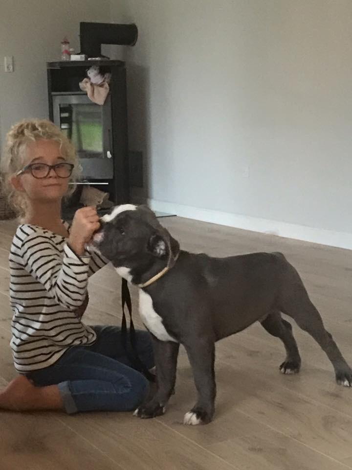 Olde english bulldogge TrueLove Bulldogs Your Unforgettable (Ib) billede 17