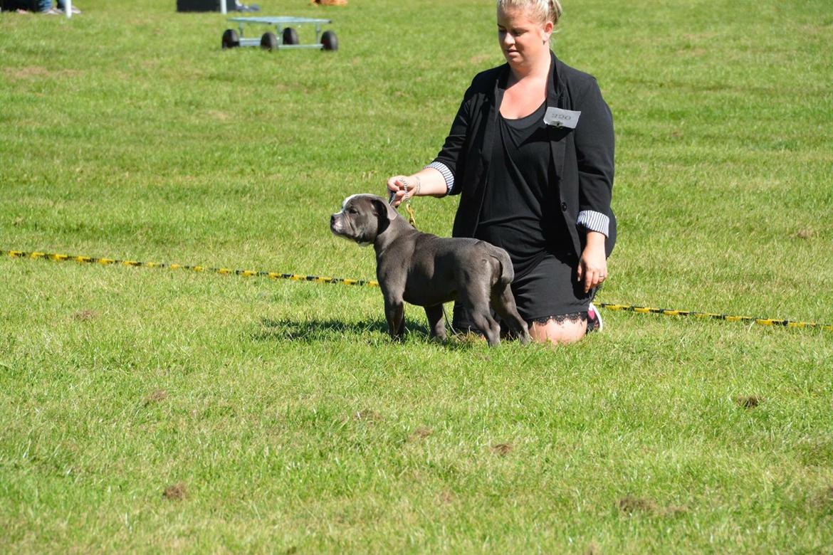 Olde english bulldogge TrueLove Bulldogs Your Unforgettable (Ib) billede 18