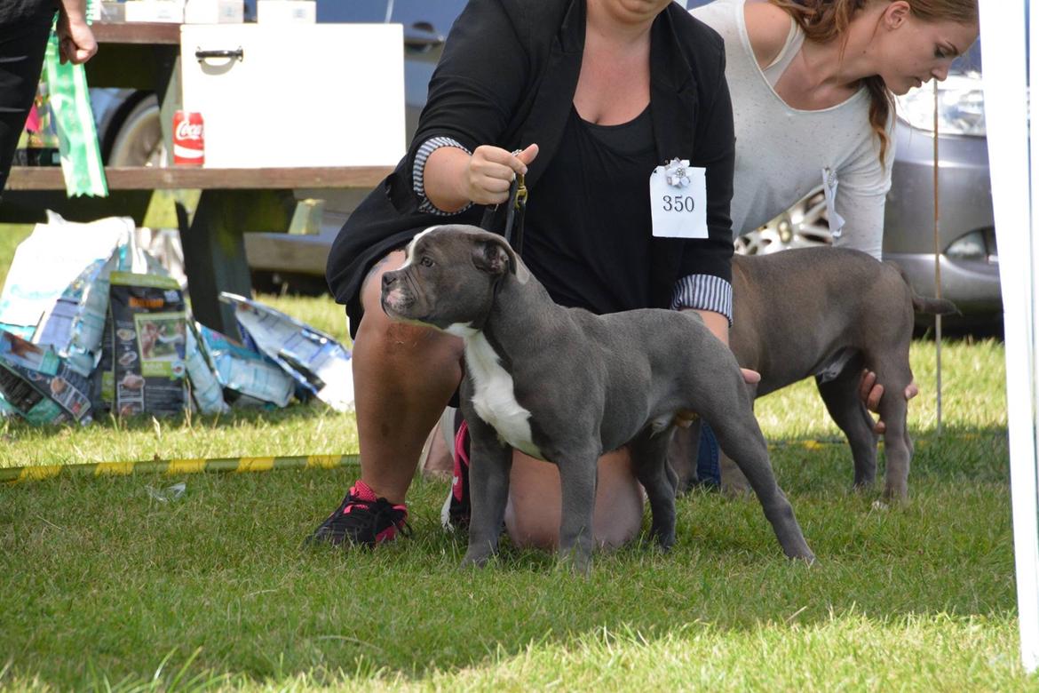 Olde english bulldogge TrueLove Bulldogs Your Unforgettable (Ib) billede 19