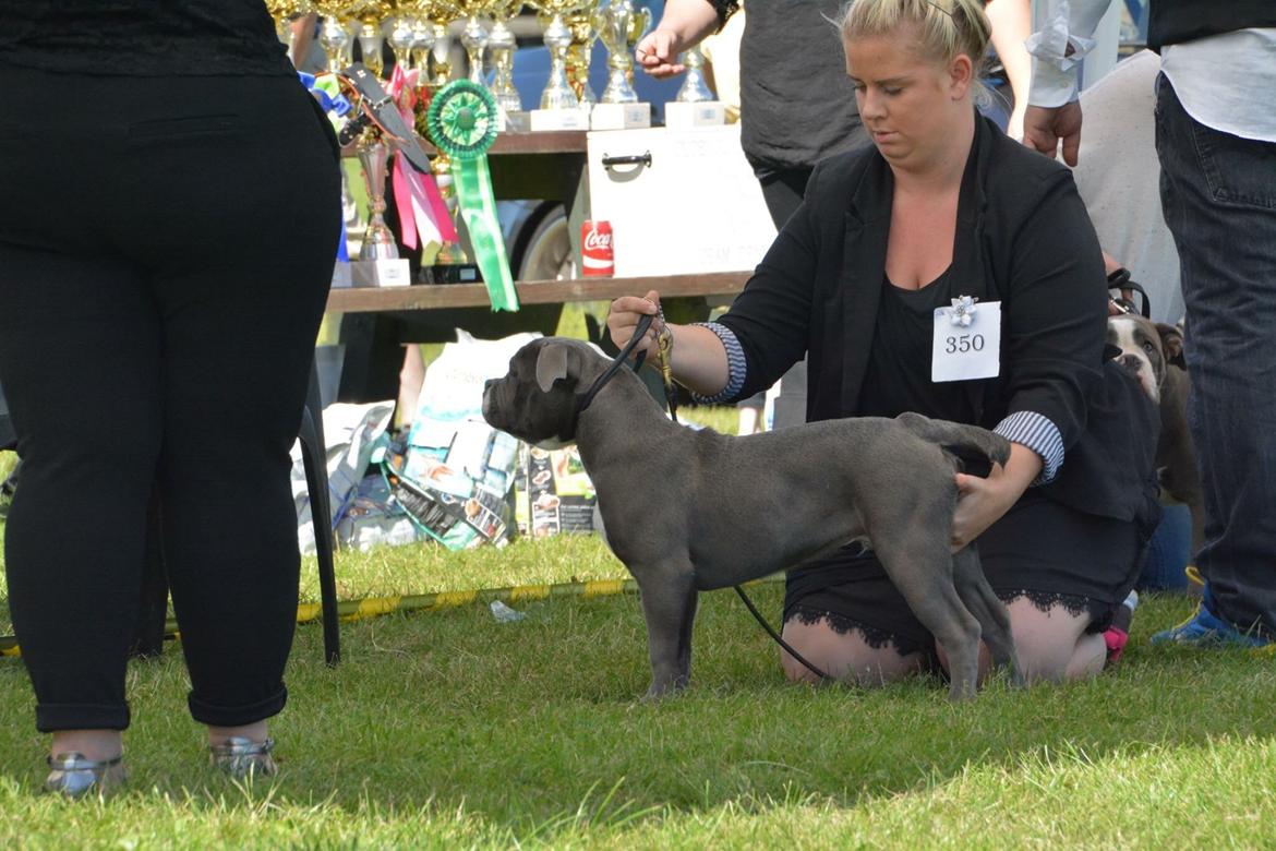 Olde english bulldogge TrueLove Bulldogs Your Unforgettable (Ib) billede 20