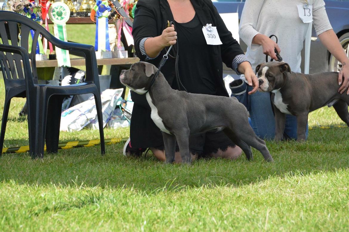 Olde english bulldogge TrueLove Bulldogs Your Unforgettable (Ib) billede 21