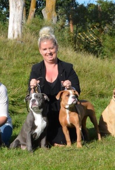 Olde english bulldogge TrueLove Bulldogs Your Unforgettable (Ib) billede 22