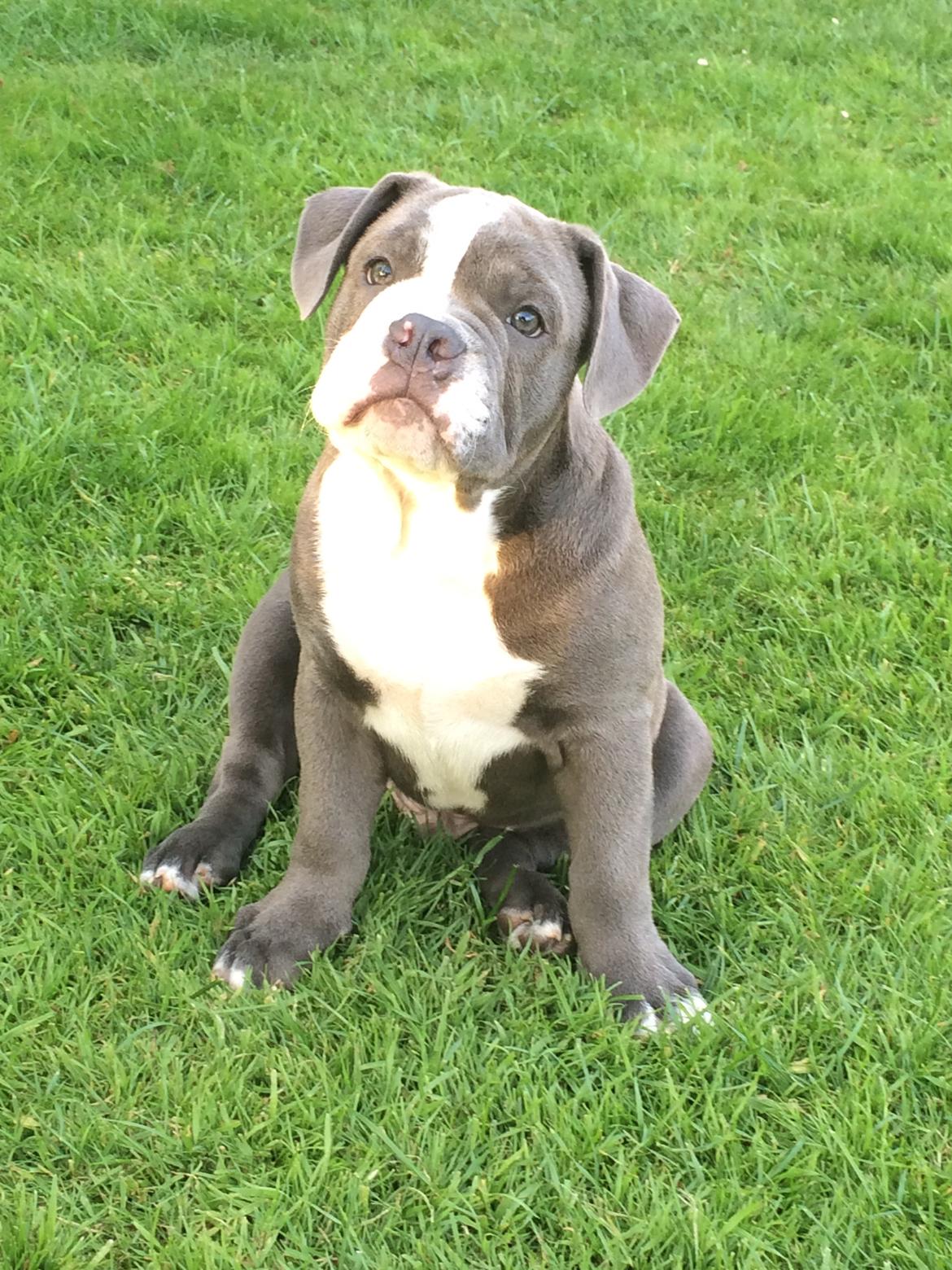 Olde english bulldogge TrueLove Bulldogs Your Unforgettable (Ib) billede 14