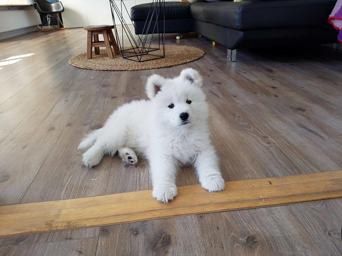 Samojedhund White Canis Mariah Carey "Emie" billede 1