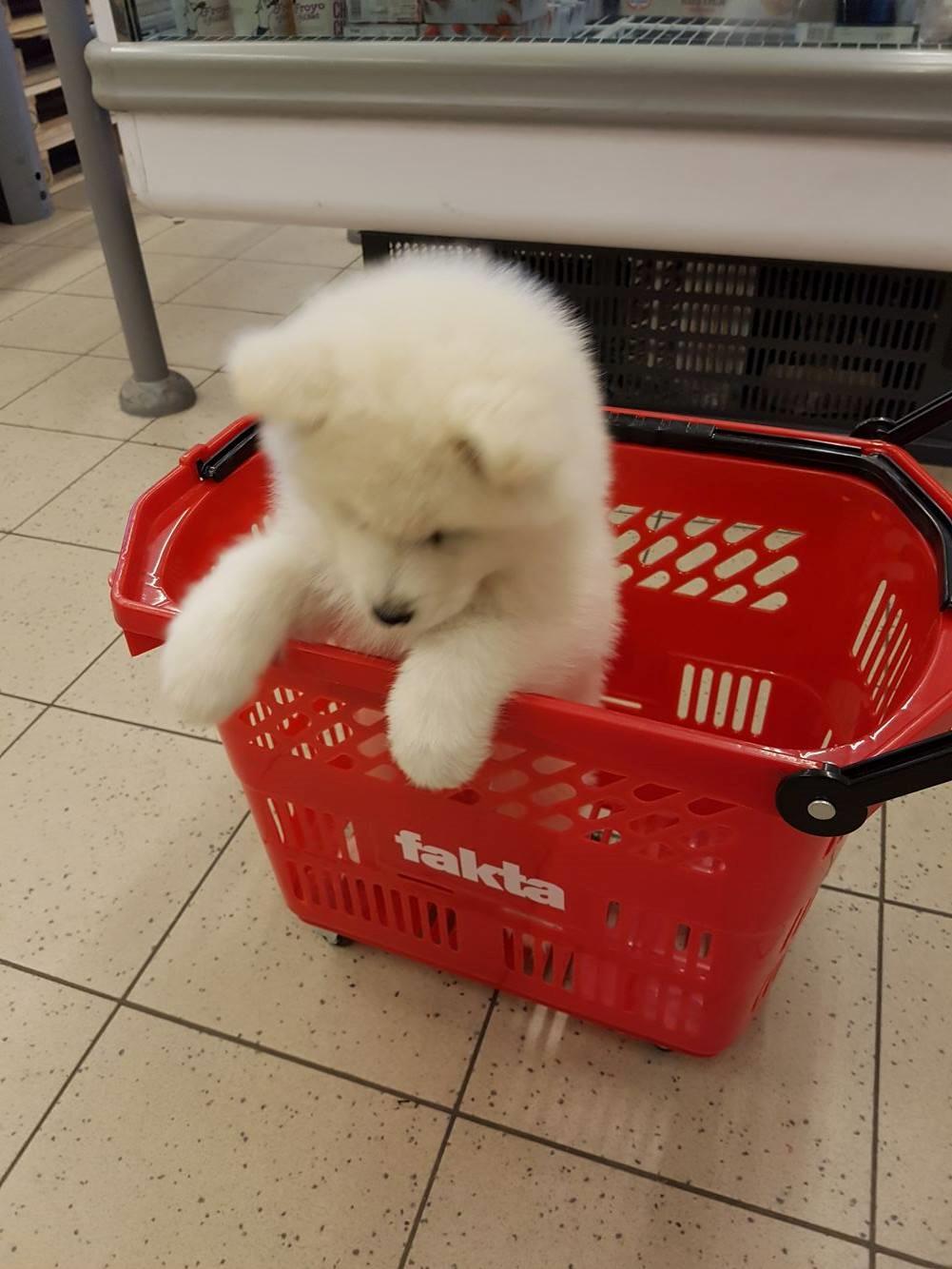 Samojedhund White Canis Mariah Carey "Emie" - På tur i fakta :-) billede 4