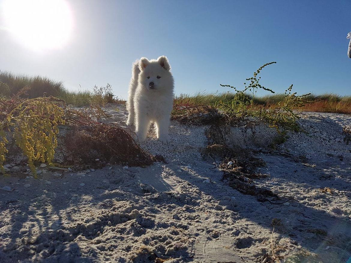 Samojedhund White Canis Mariah Carey "Emie" - Emie's første tur på stranden - 9 uger billede 3