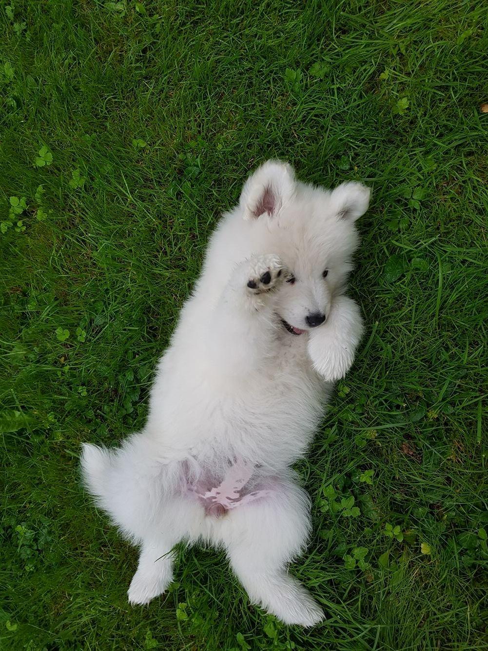 Samojedhund White Canis Mariah Carey "Emie" billede 7