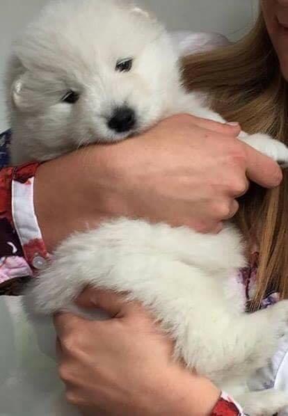 Samojedhund White Canis Mariah Carey "Emie" - 5 uger gammel .. billede 18