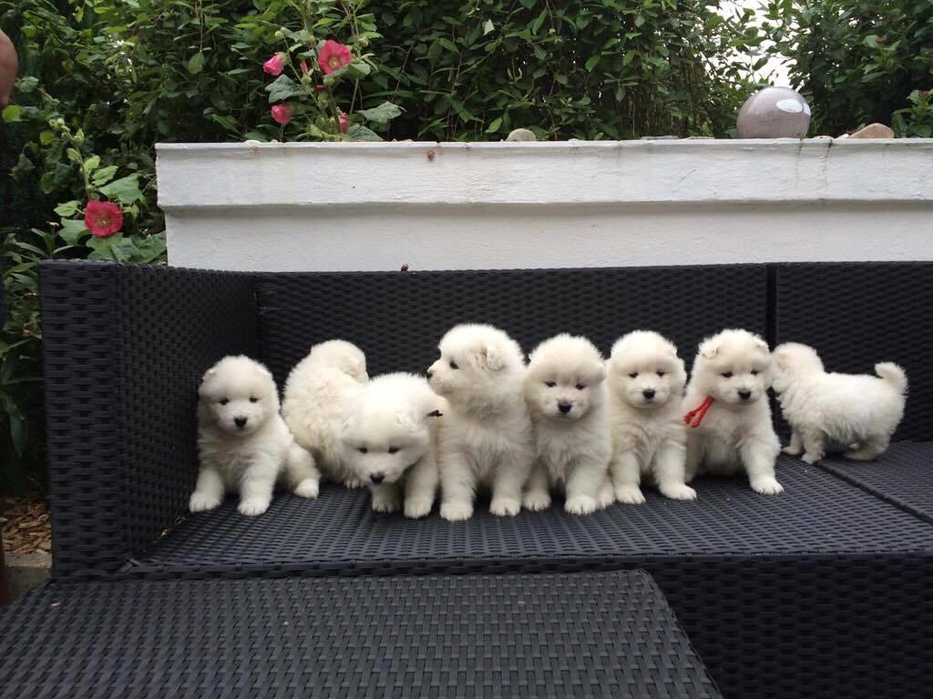 Samojedhund White Canis Mariah Carey "Emie" - Emie og hendes 8 søskende - 5 uger gamle  billede 16