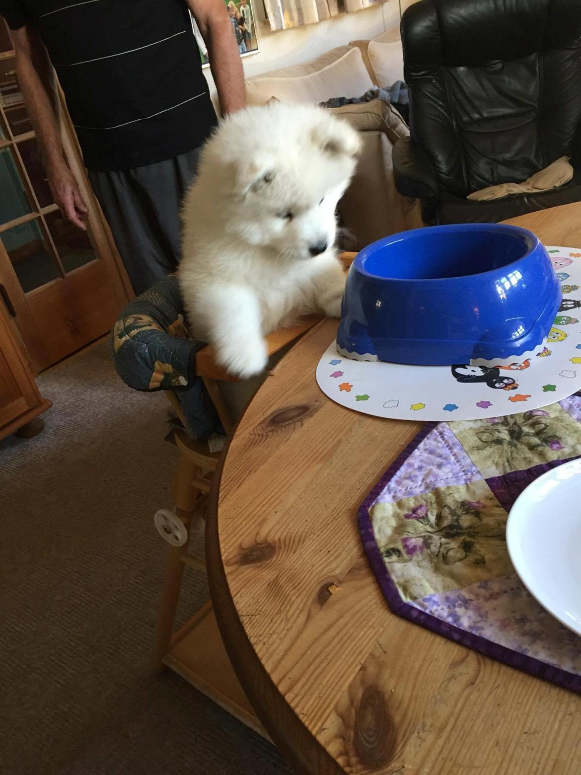 Samojedhund White Canis Mariah Carey "Emie" - Når min svigerfar skal ødelægge vores hund... Hmm, man var kun væk i en halv time :-)) billede 14