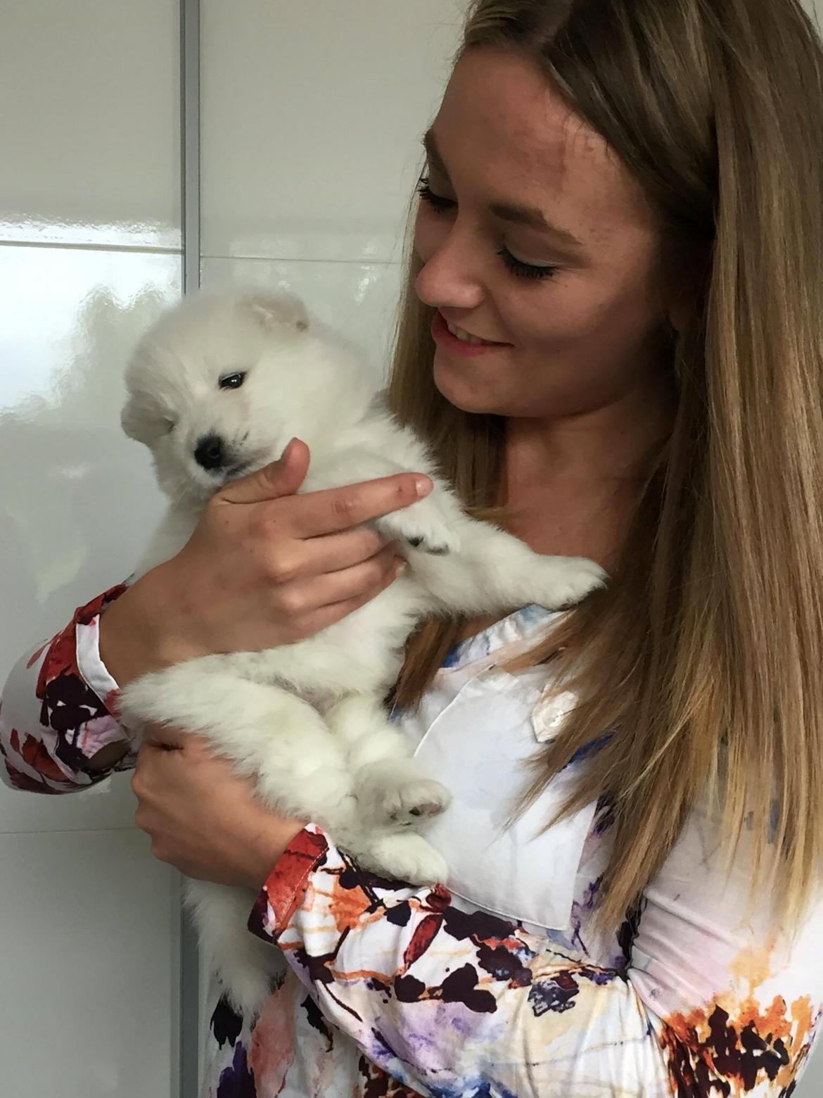 Samojedhund White Canis Mariah Carey "Emie" - 5 uger gammel :-)  billede 17