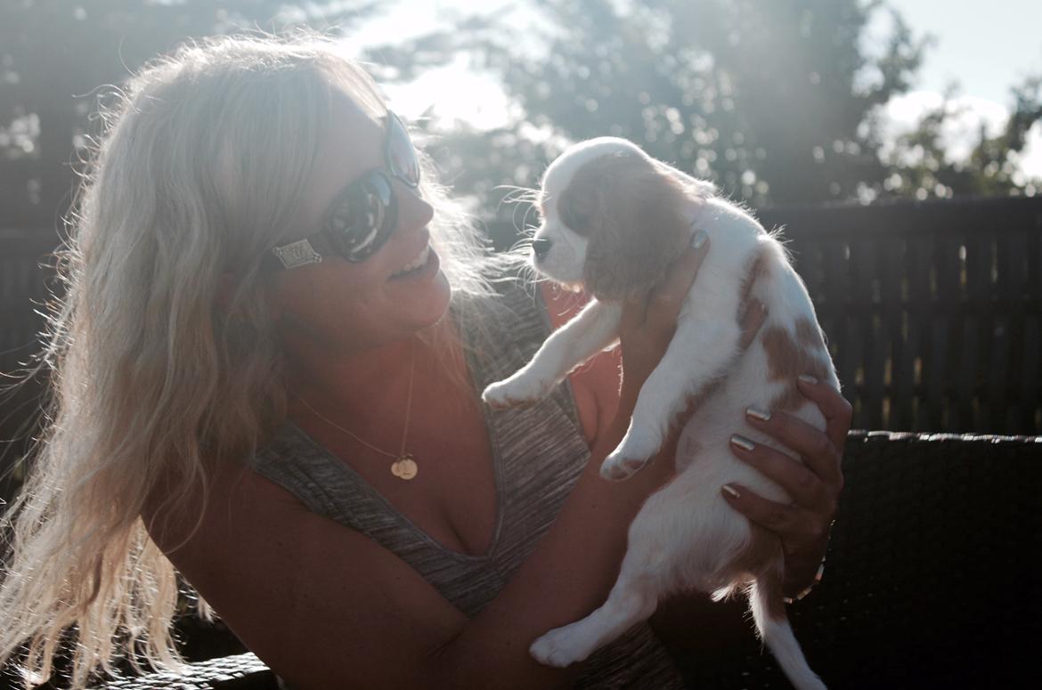 Cavalier king charles spaniel Zika - 11/9-2016 - 10 uger billede 11