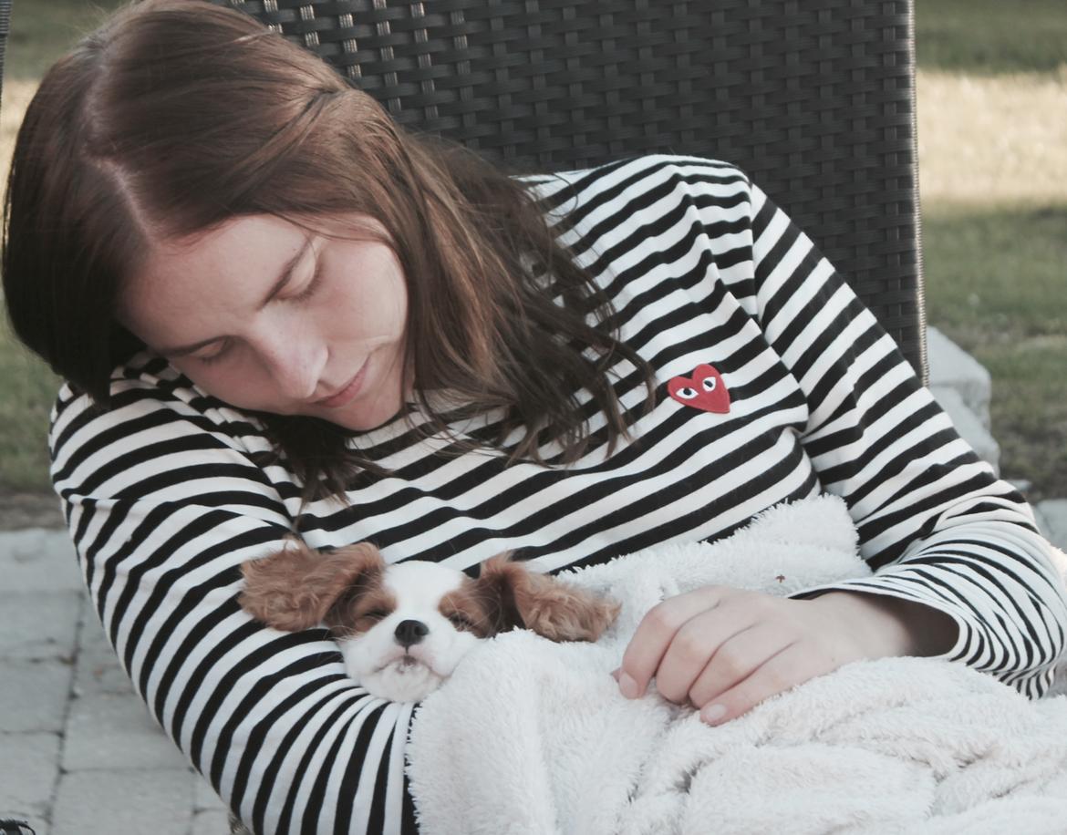 Cavalier king charles spaniel Zika - 11/9-2016 - 10 uger billede 10